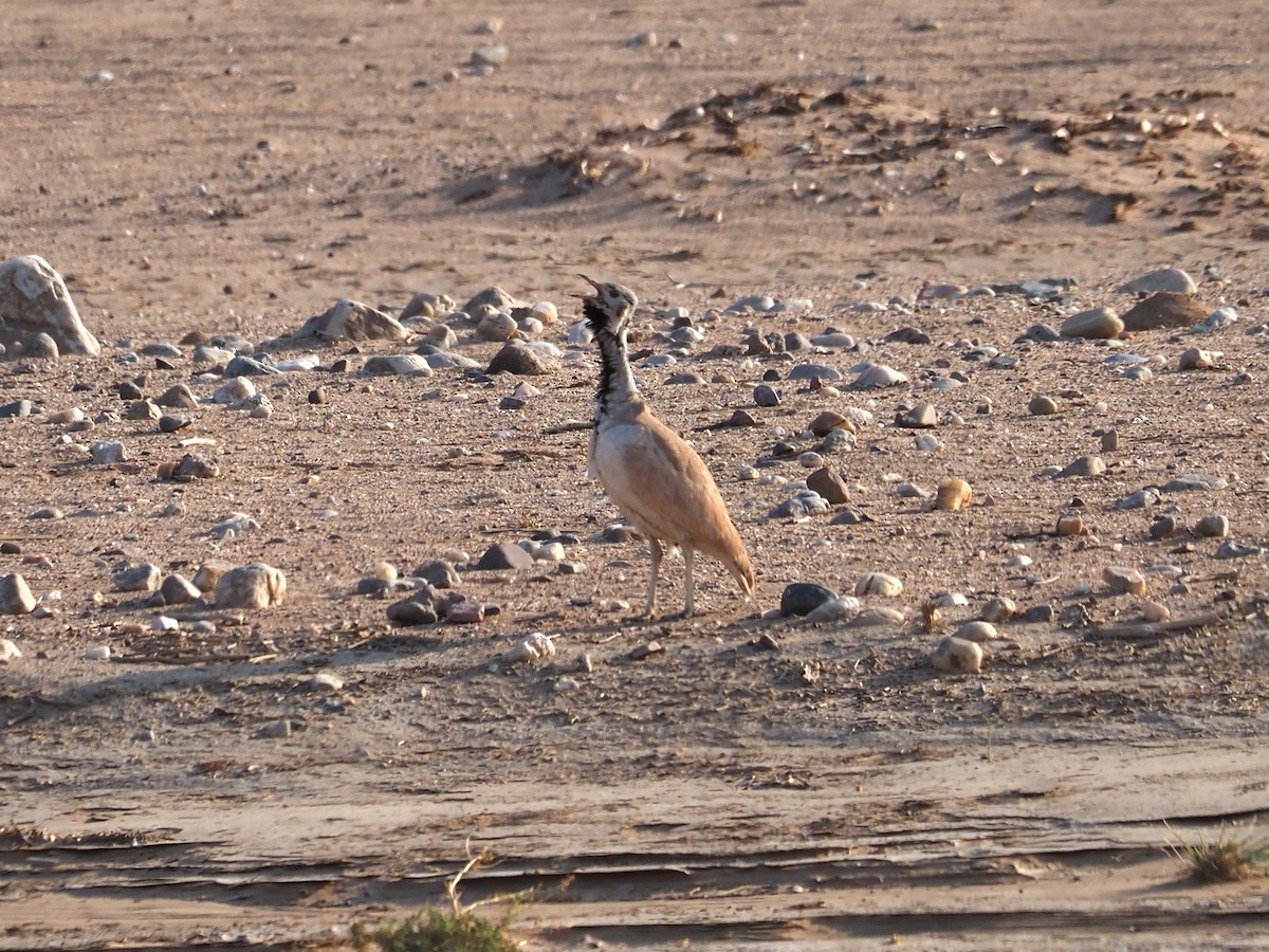 Rüppell's Bustard - ML476307581