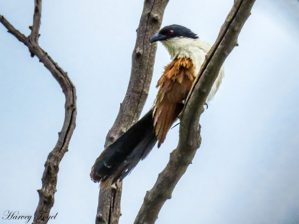 Coucal à sourcils blancs (burchellii/fasciipygialis) - ML47630761