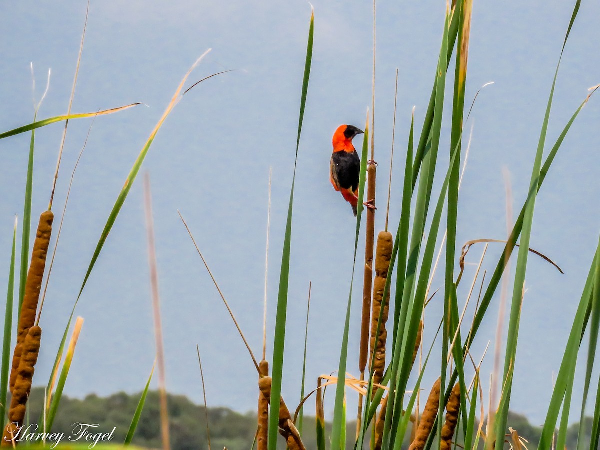 Southern Red Bishop - Harvey Fogel