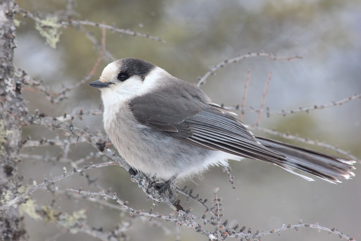 Canada Jay (Boreal) - Shawn Billerman