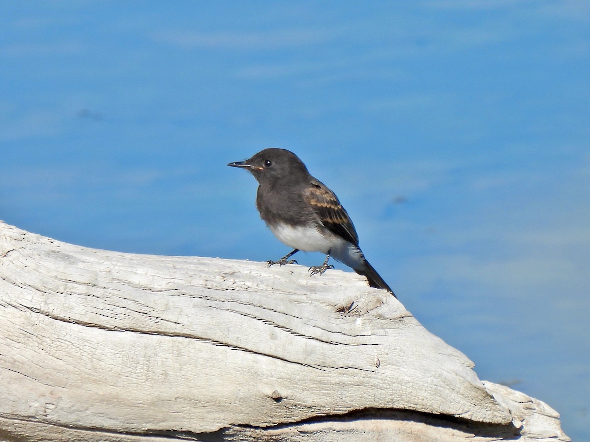 Black Phoebe - ML476310241