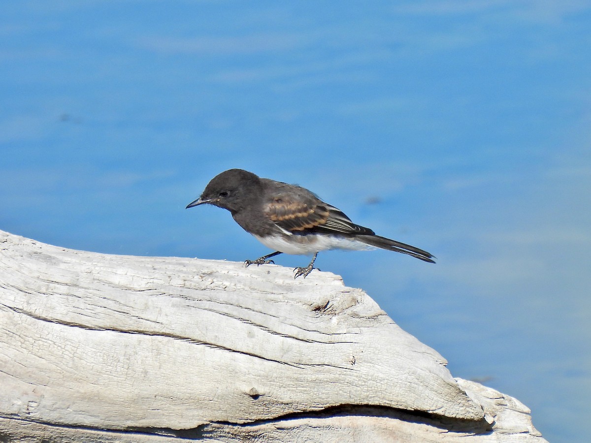 Black Phoebe - ML476310261