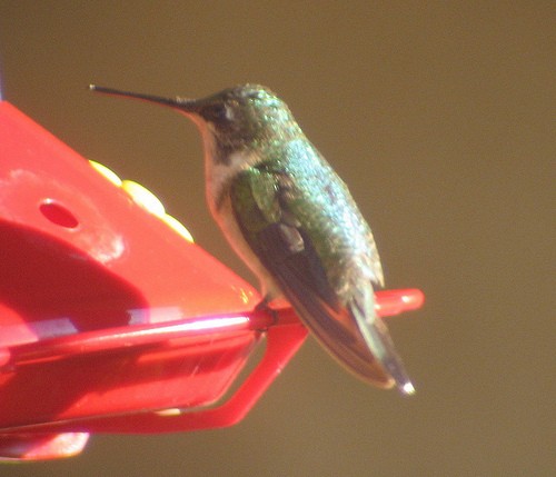 Ruby-throated Hummingbird - ML47631081