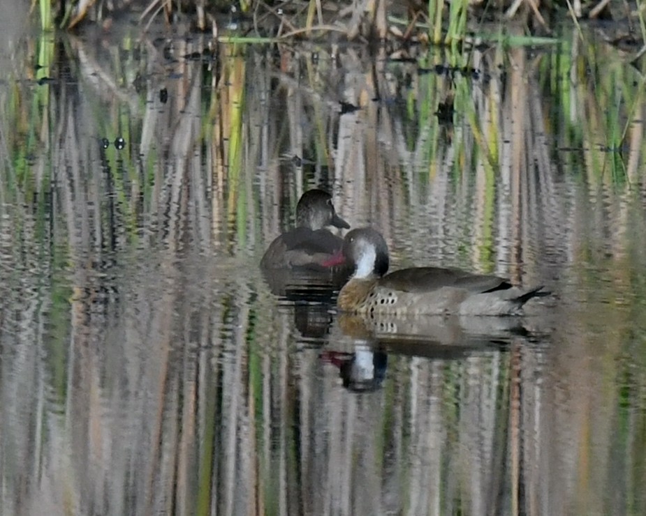 eBird Checklist - 16 Aug 2022 - Nova Lima - Barragem do Queiroz ...