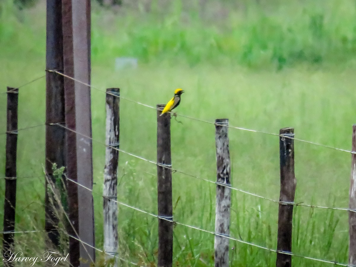 Yellow-crowned Bishop - ML47631231