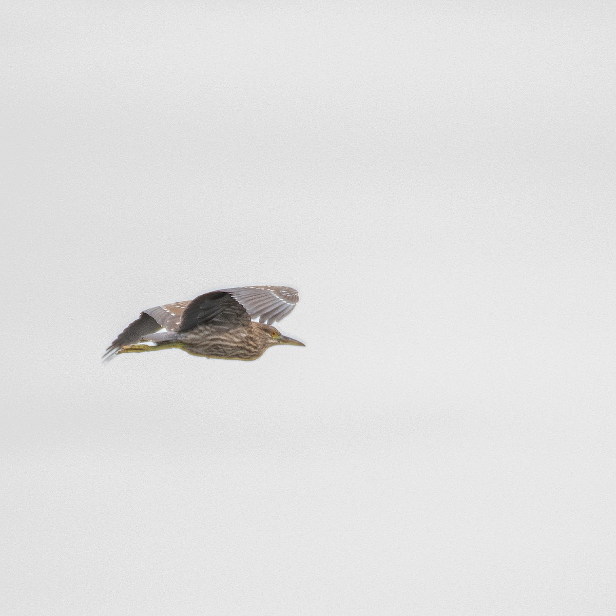 Black-crowned Night Heron - Christine Pelletier et (Claude St-Pierre , photos)