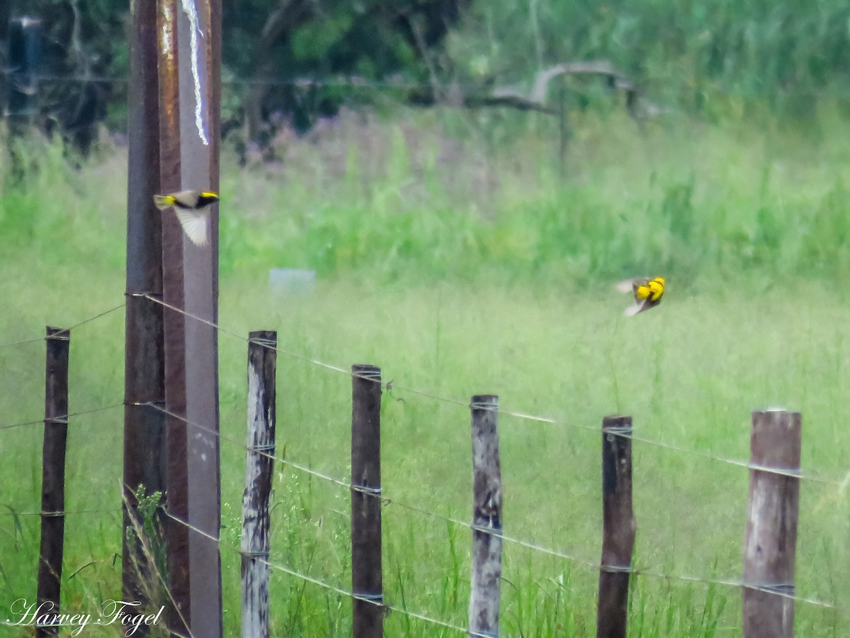 Yellow-crowned Bishop - ML47631301