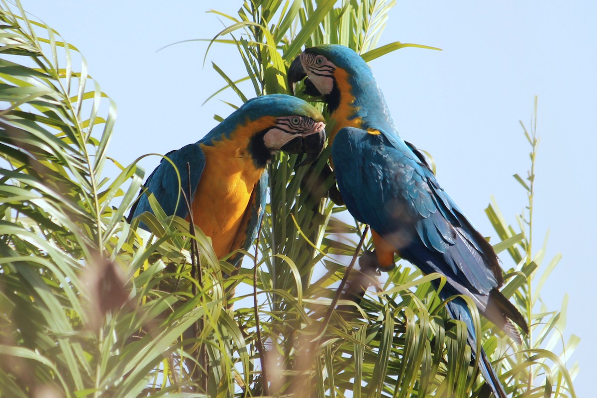 Blue-and-yellow Macaw - ML476313491