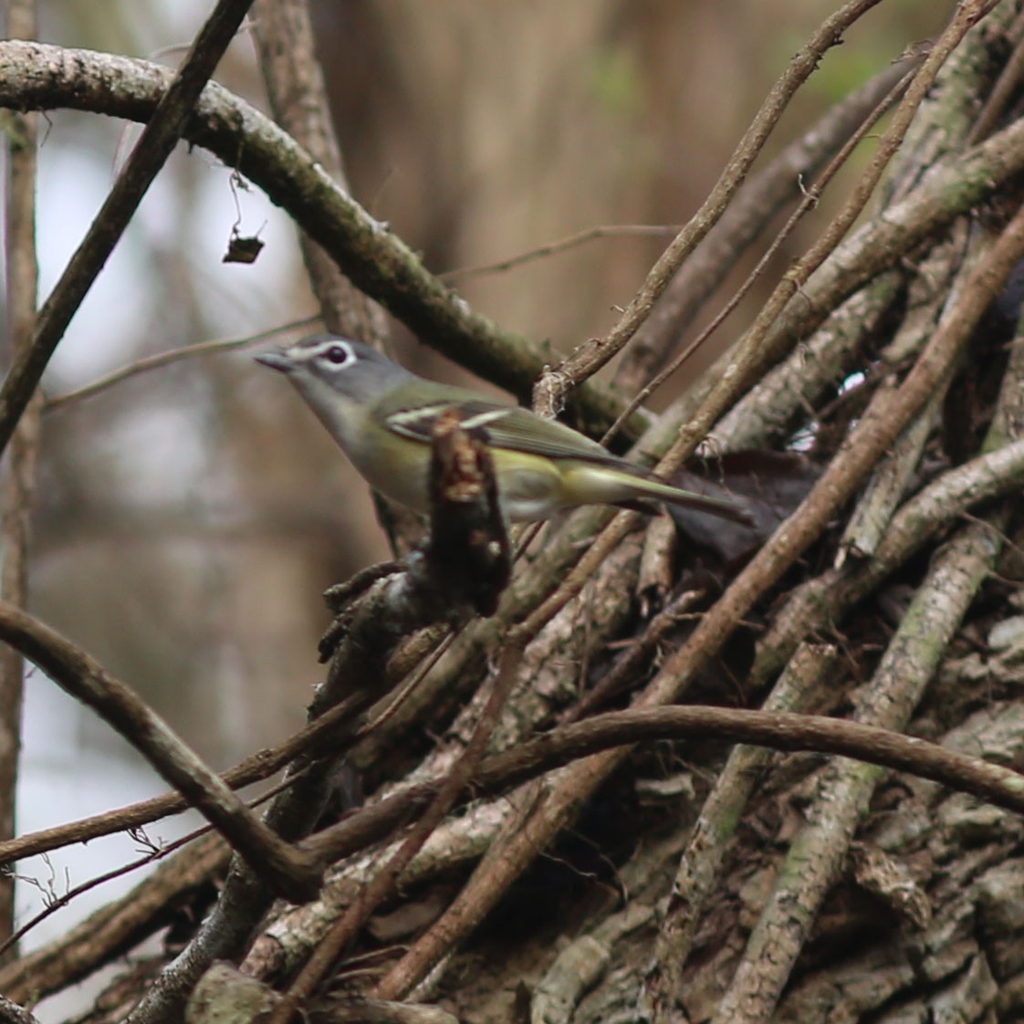 Vireo Solitario - ML47631361