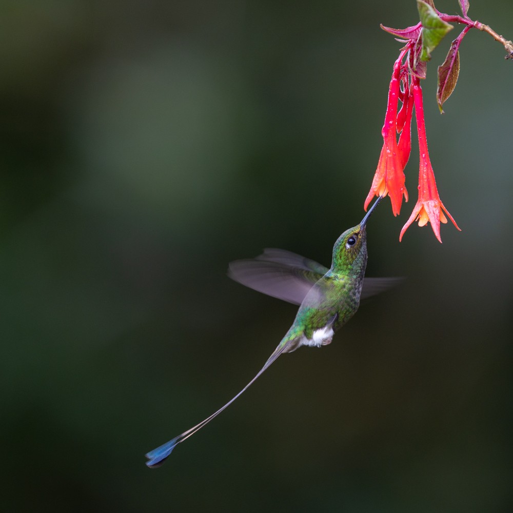 White-booted Racket-tail - ML476313811