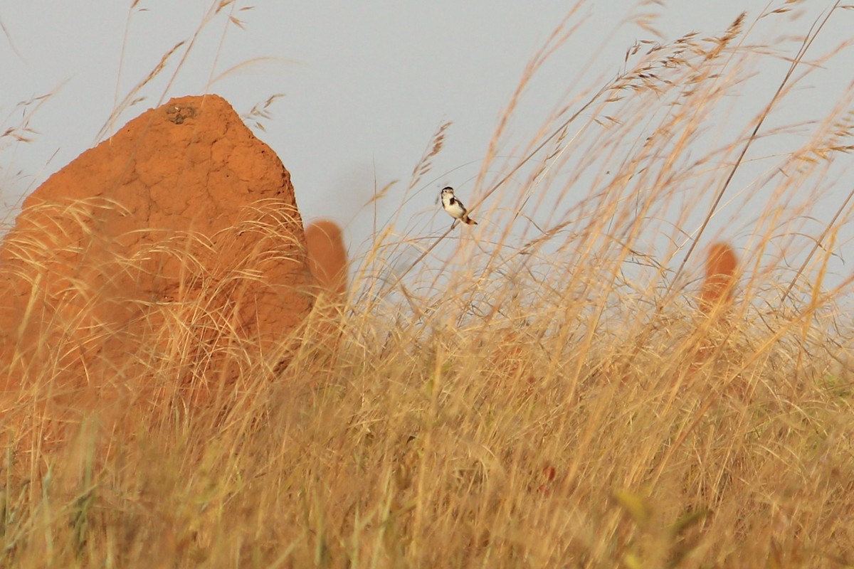 Cock-tailed Tyrant - ML476314421