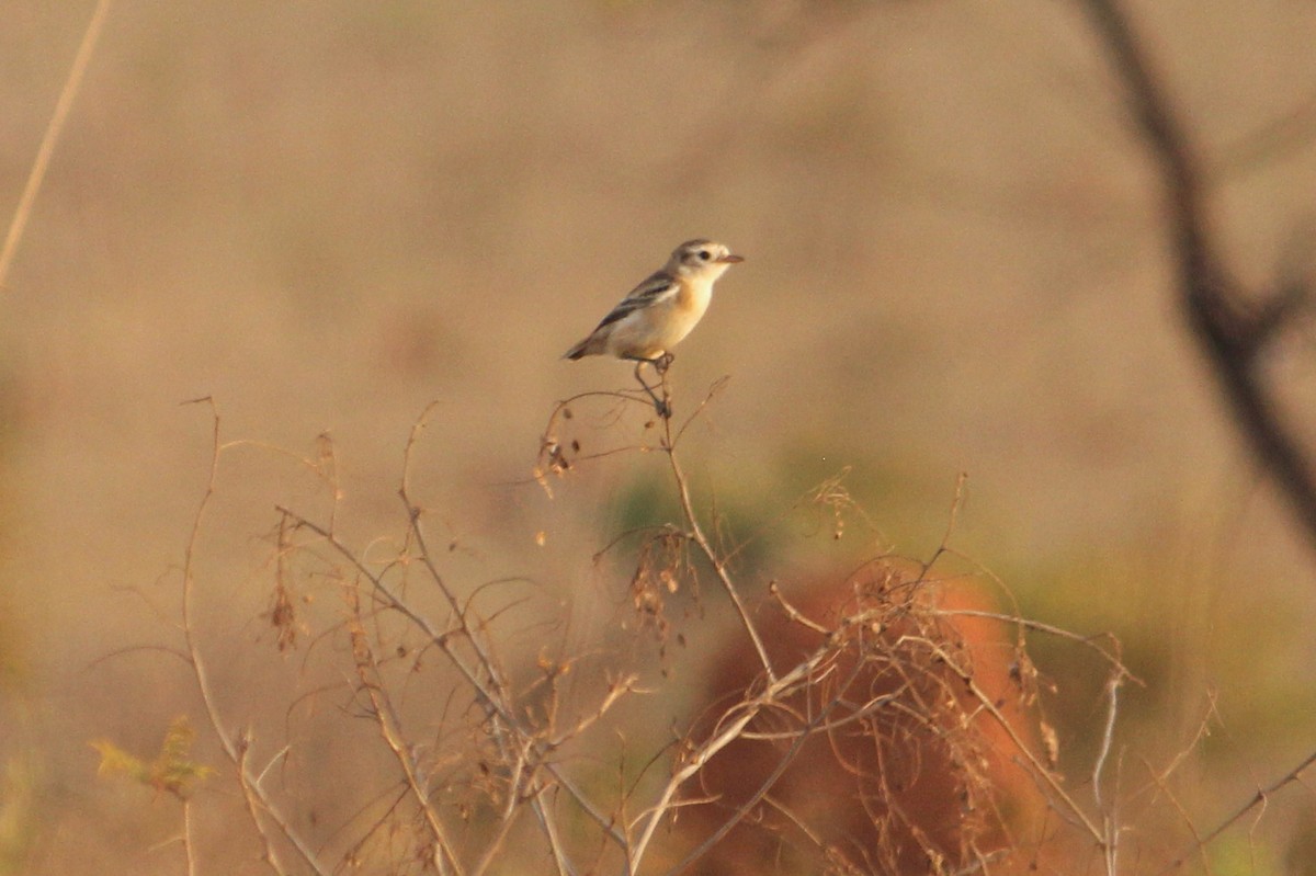 Cock-tailed Tyrant - ML476314431