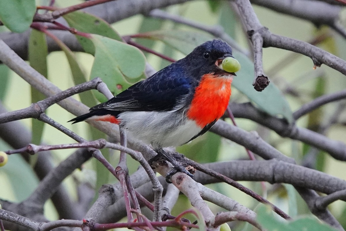 Mistletoebird - ML476315131