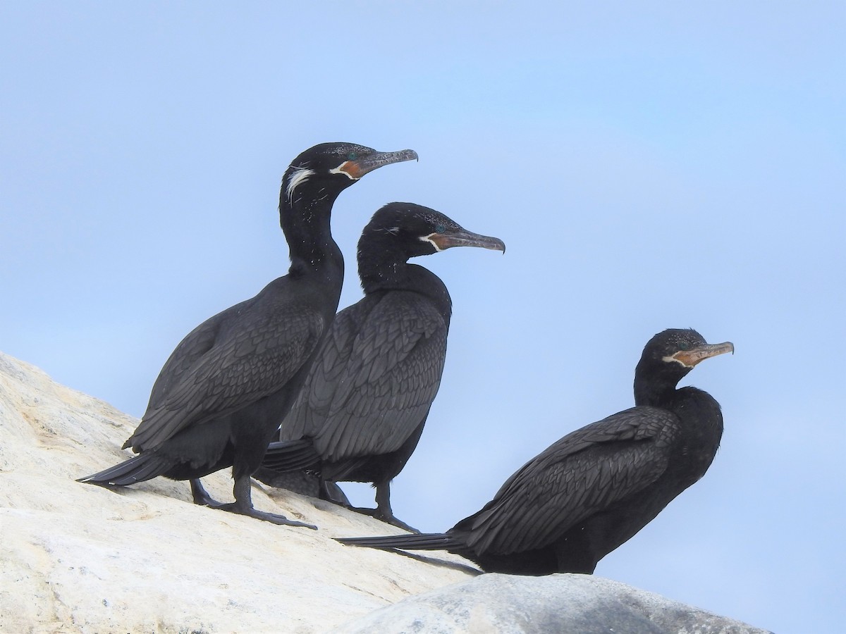 Neotropic Cormorant - ML476315461