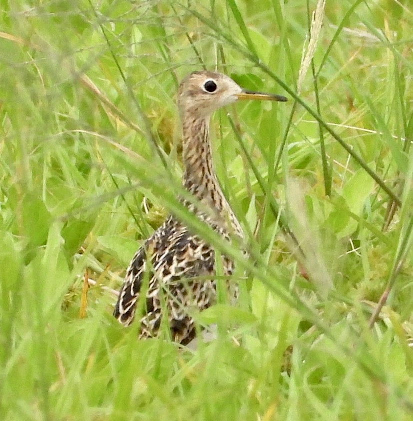 Upland Sandpiper - ML476315641