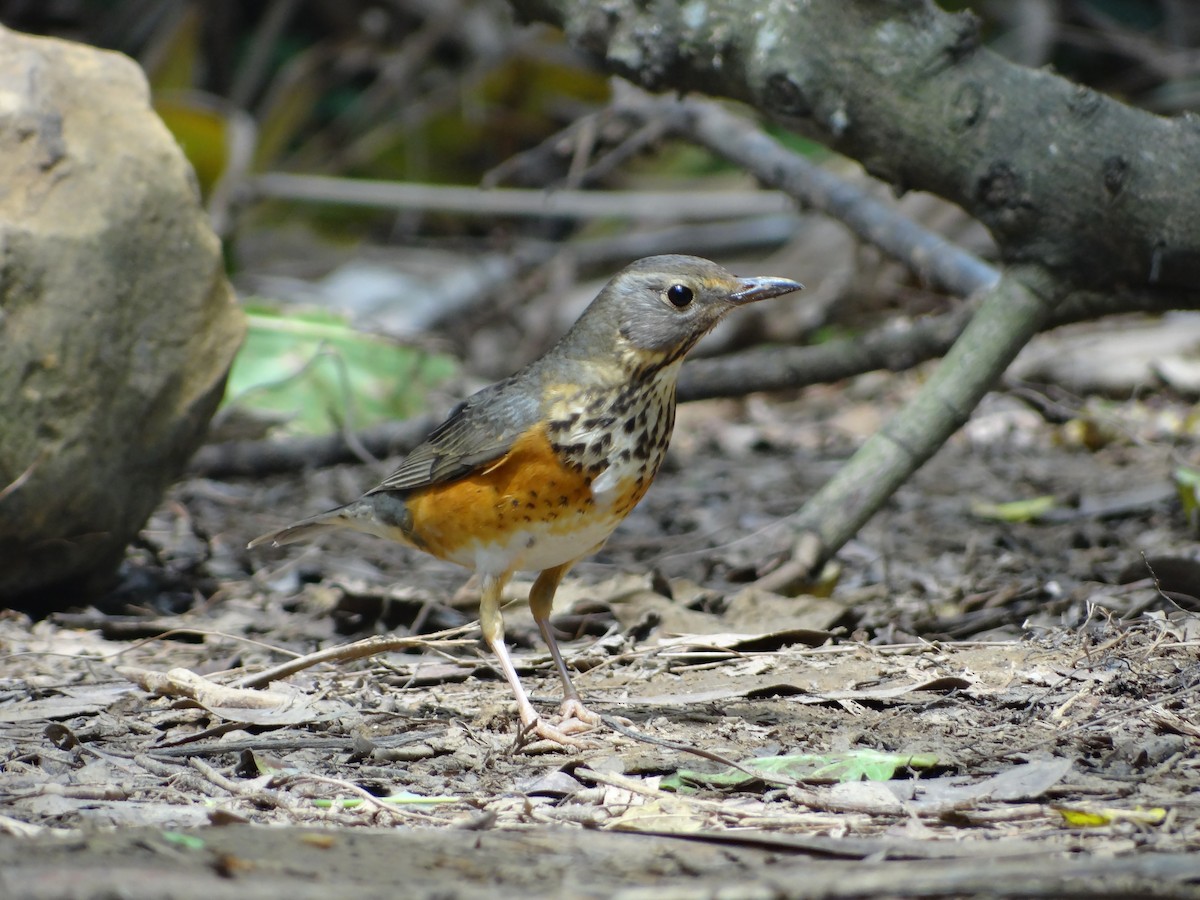 Gray-backed Thrush - ML47631631