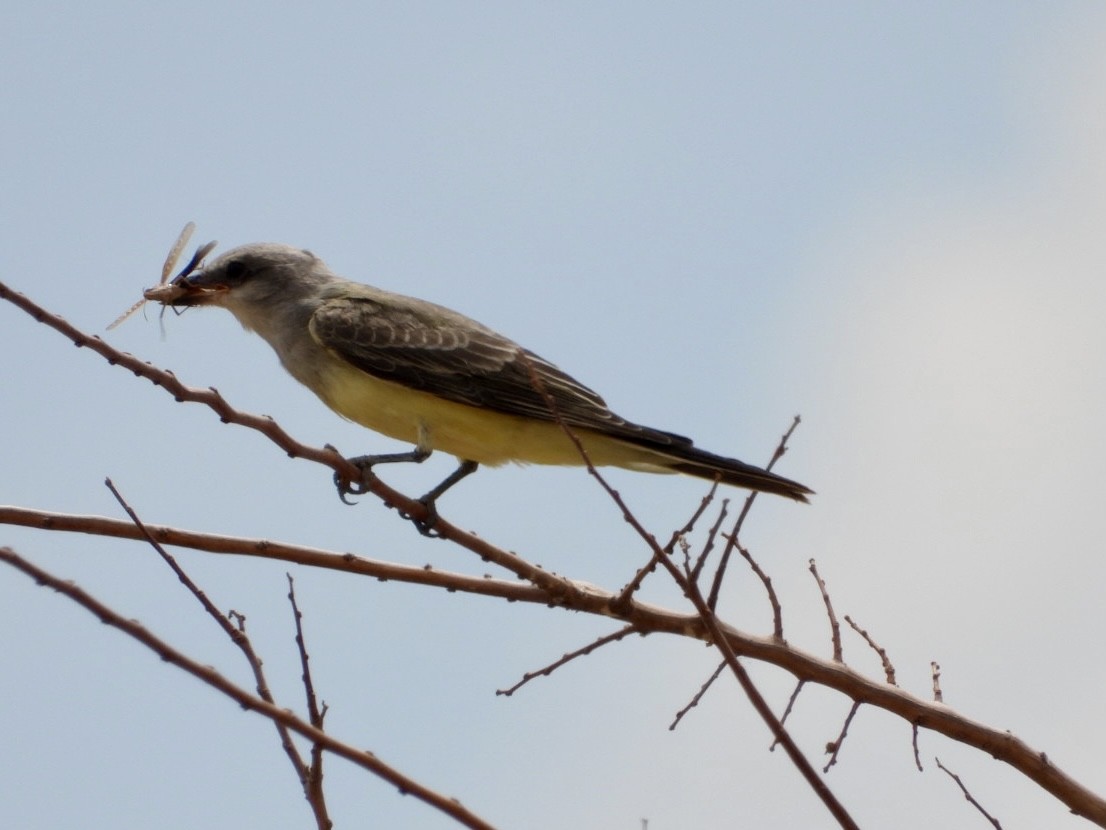 Western Kingbird - ML476316401