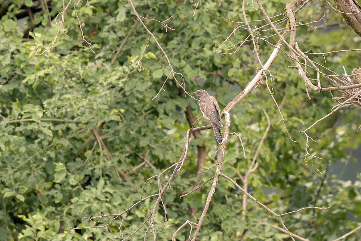 Common Cuckoo - ML476317311