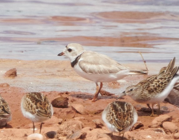 Piping Plover - Chase Moxley
