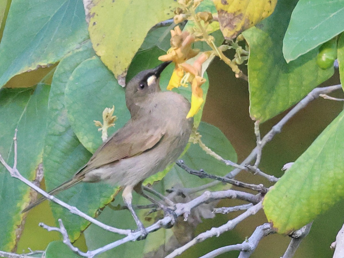 White-gaped Honeyeater - ML476317701