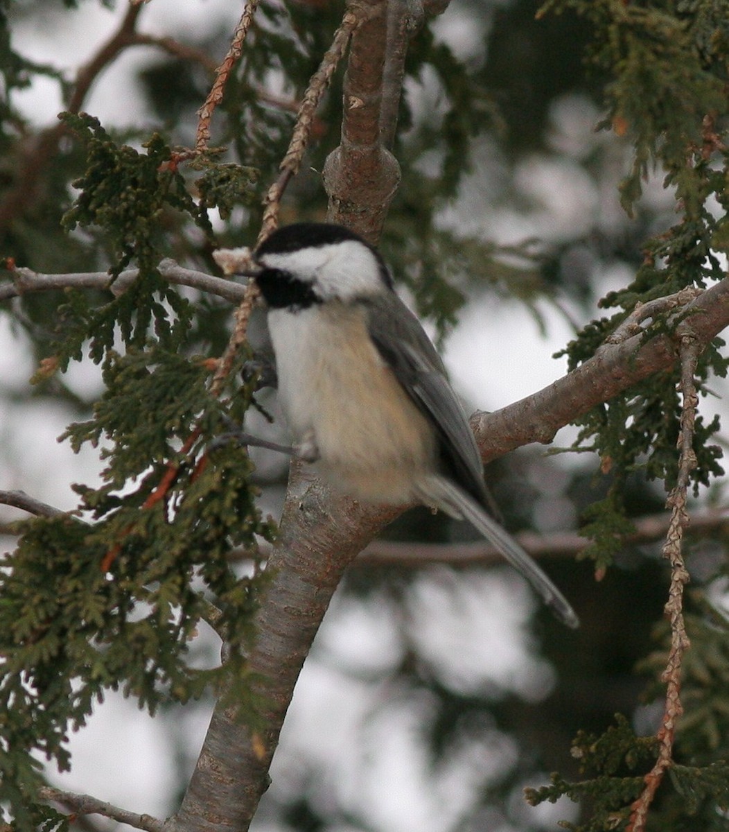 Black-capped Chickadee - ML47631771