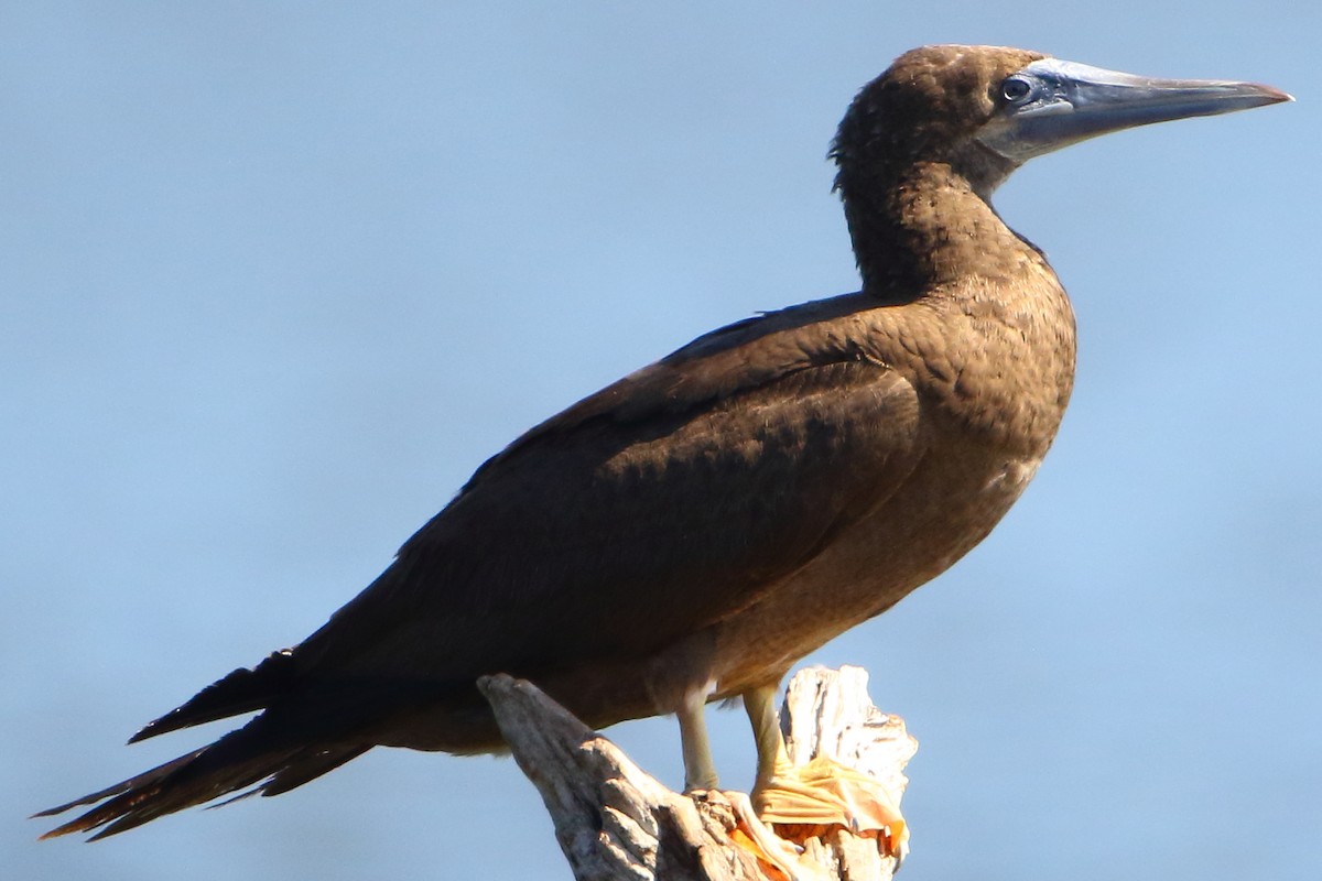 Brown Booby - ML476318201