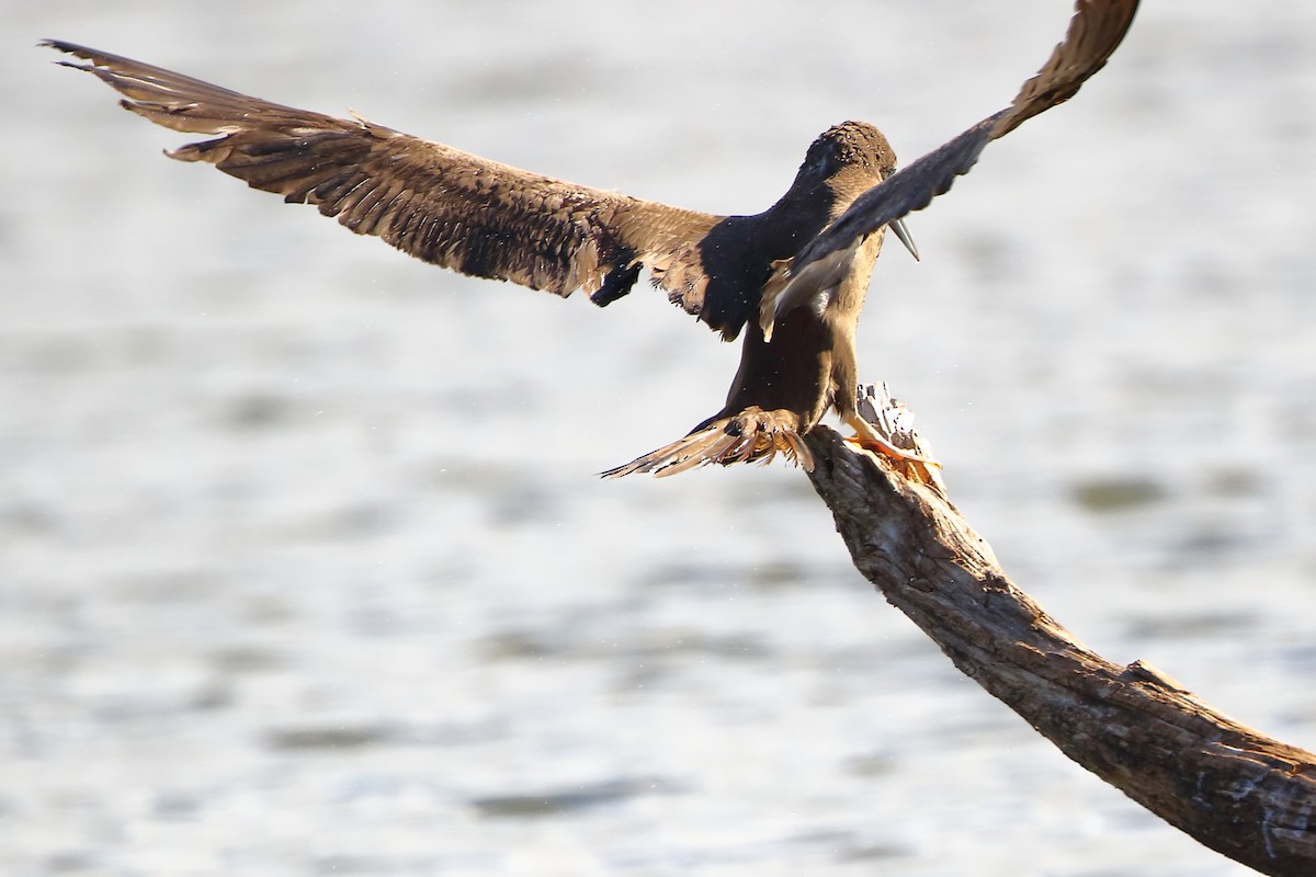 Brown Booby - ML476318281