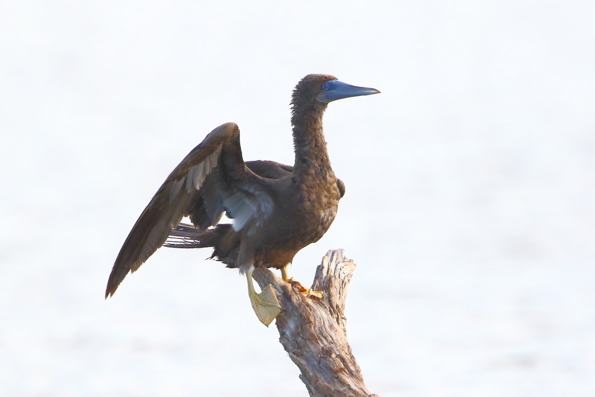 Brown Booby - ML476318291