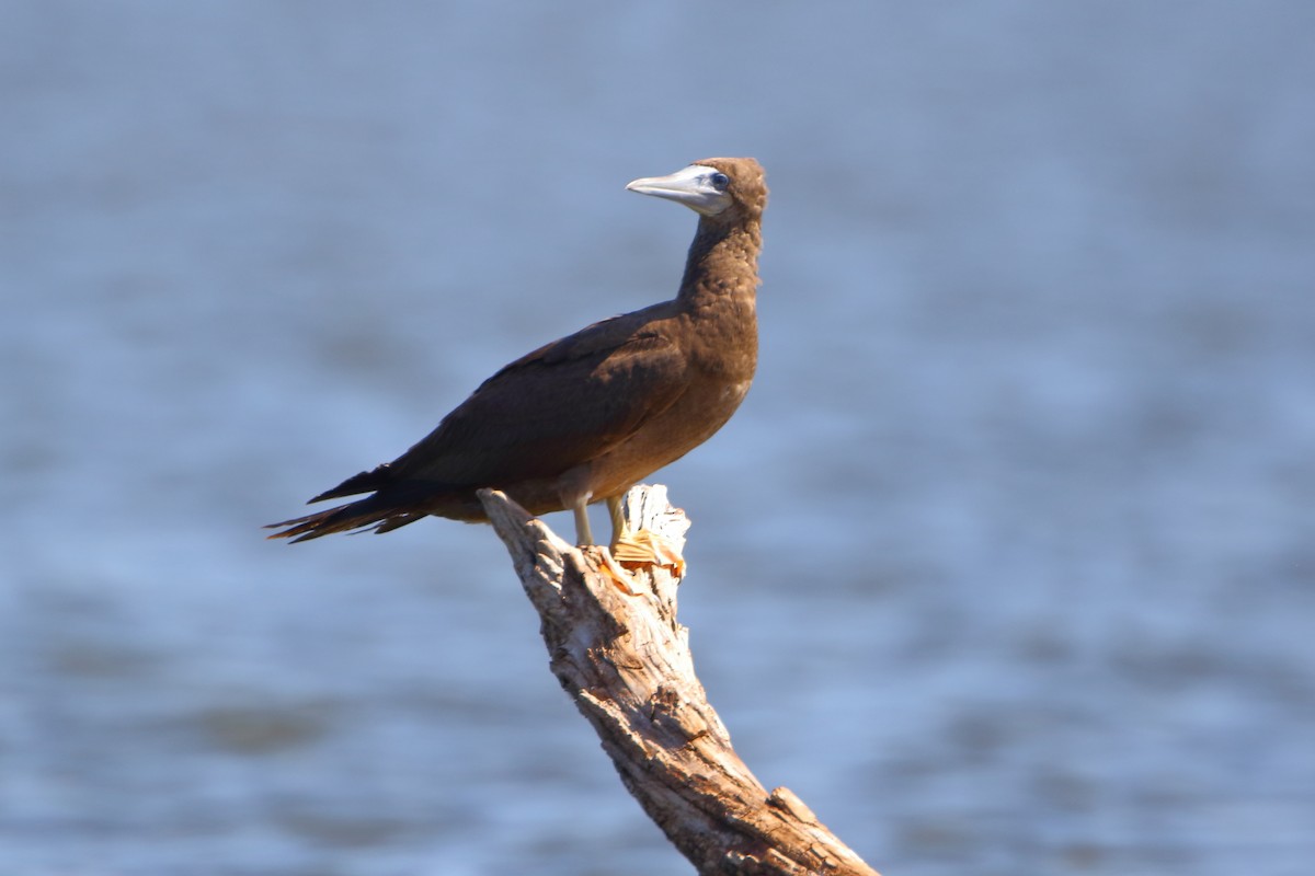 Brown Booby - ML476318321