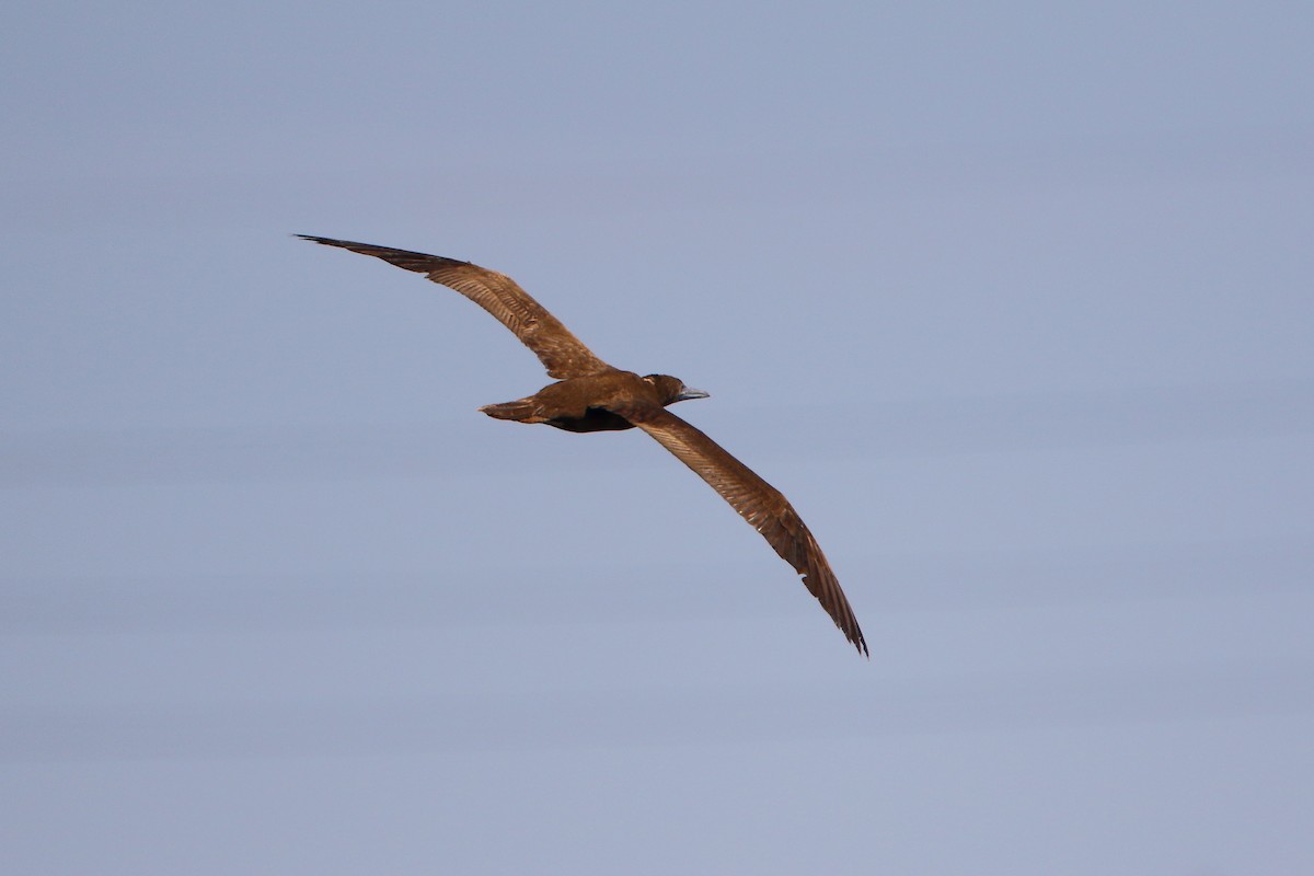 Brown Booby - ML476318391