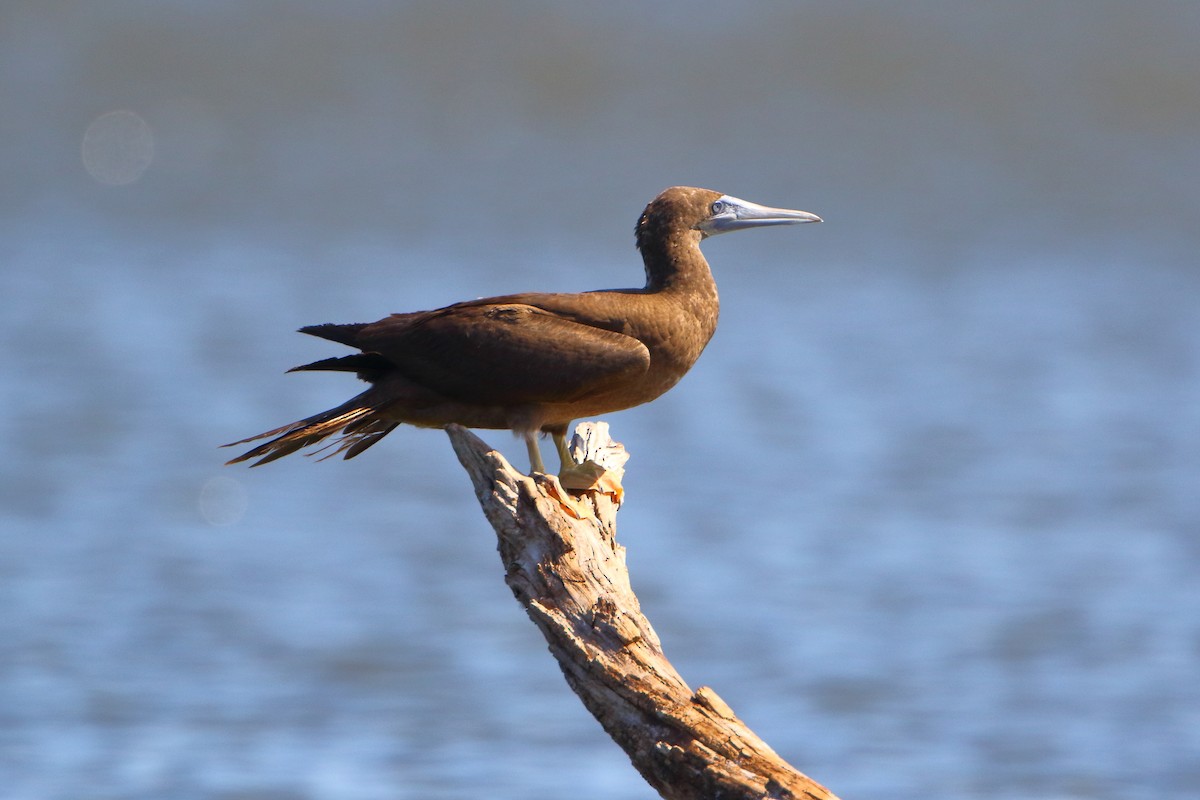 Brown Booby - ML476318481