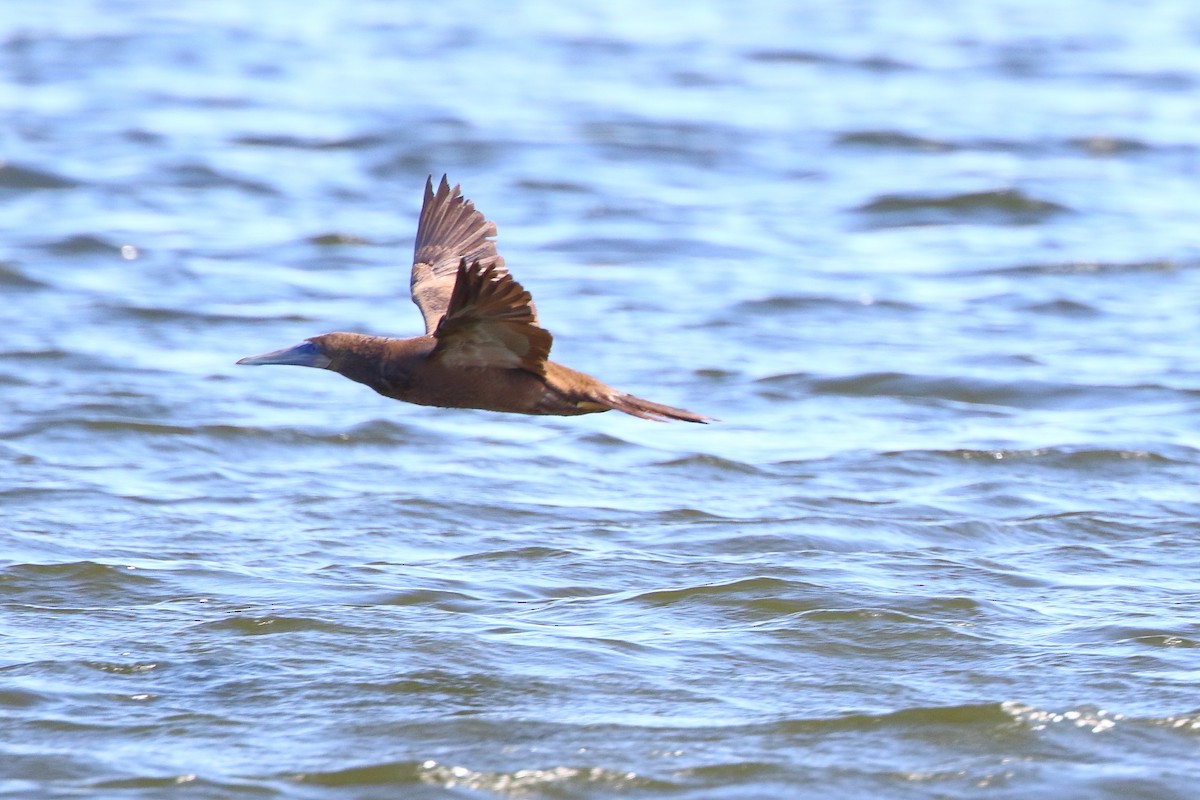 Brown Booby - ML476318541