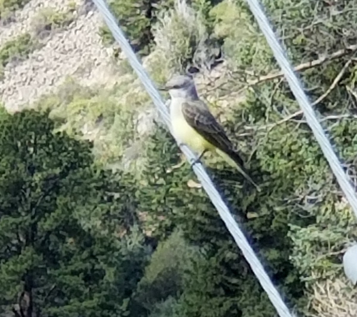 Western Kingbird - ML476319021