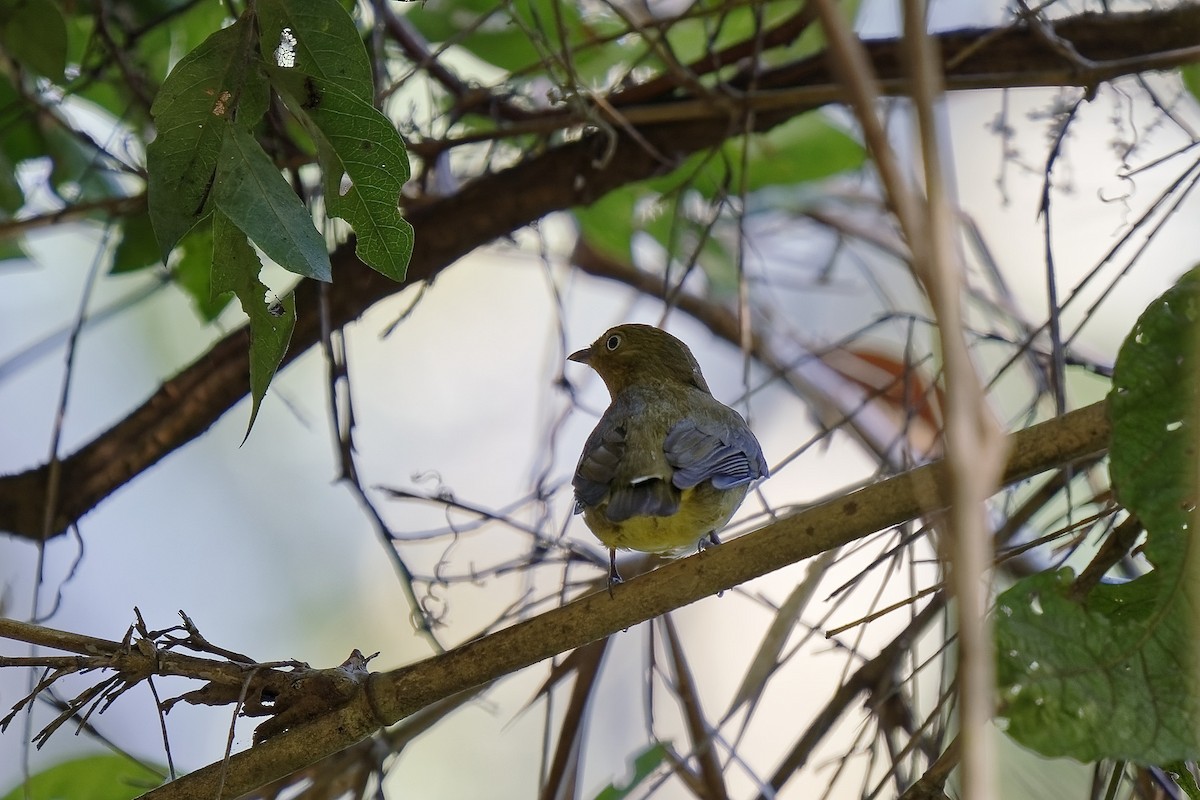 Band-tailed Manakin - ML476319611