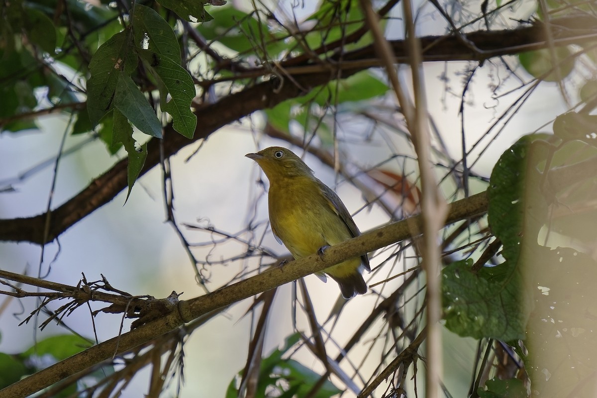 Band-tailed Manakin - ML476319621