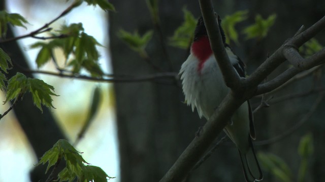 Rose-breasted Grosbeak - ML476320