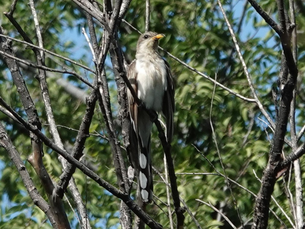 Yellow-billed Cuckoo - ML476320861