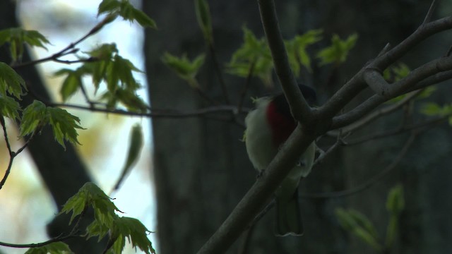 Rose-breasted Grosbeak - ML476321