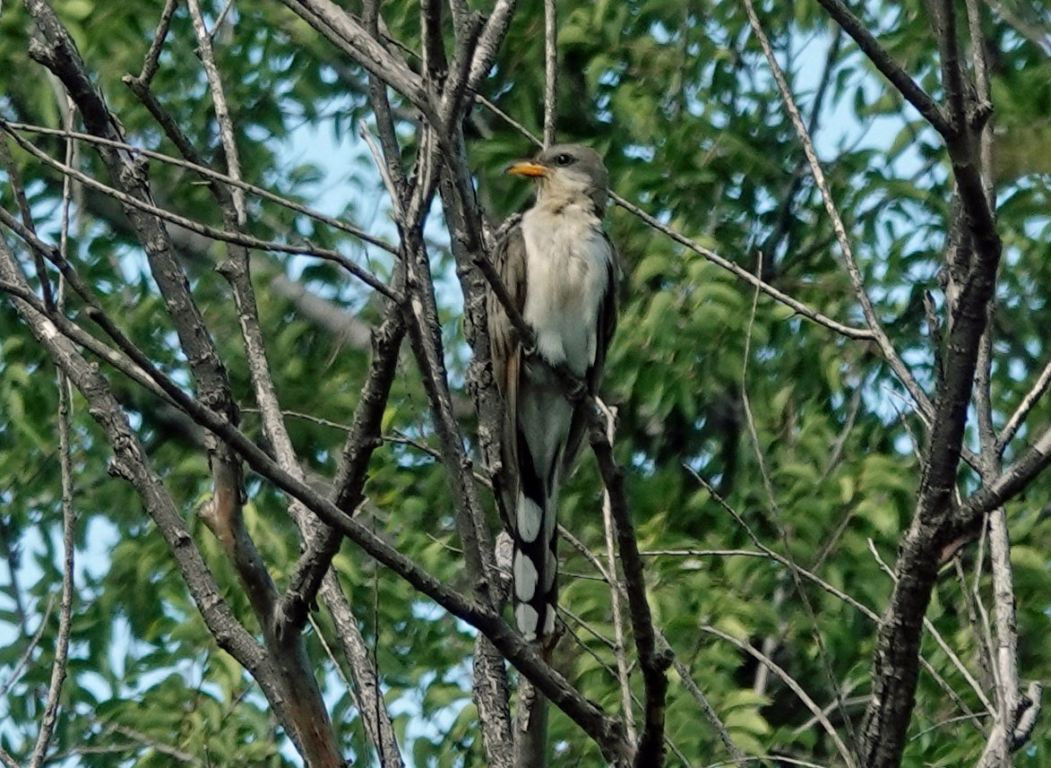 Yellow-billed Cuckoo - ML476322411