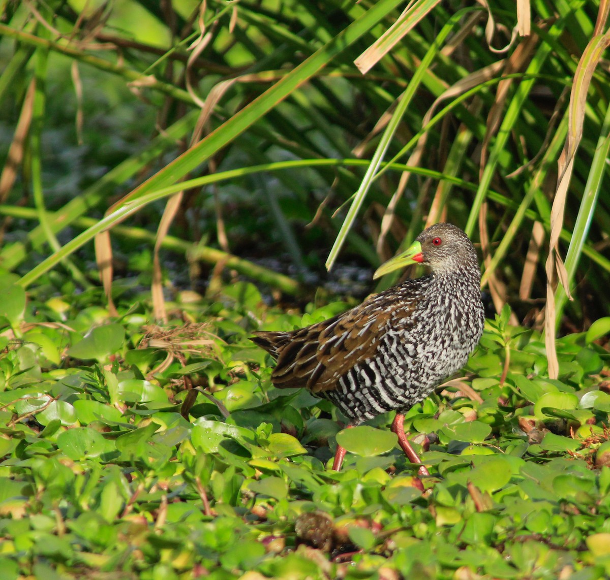 Spotted Rail - jesus  enrique