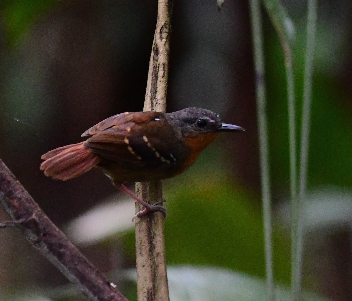 Zimmer's Antbird - Jake Zadik