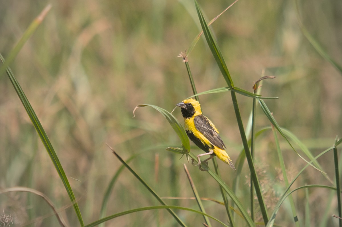 Yellow-crowned Bishop - ML476323411