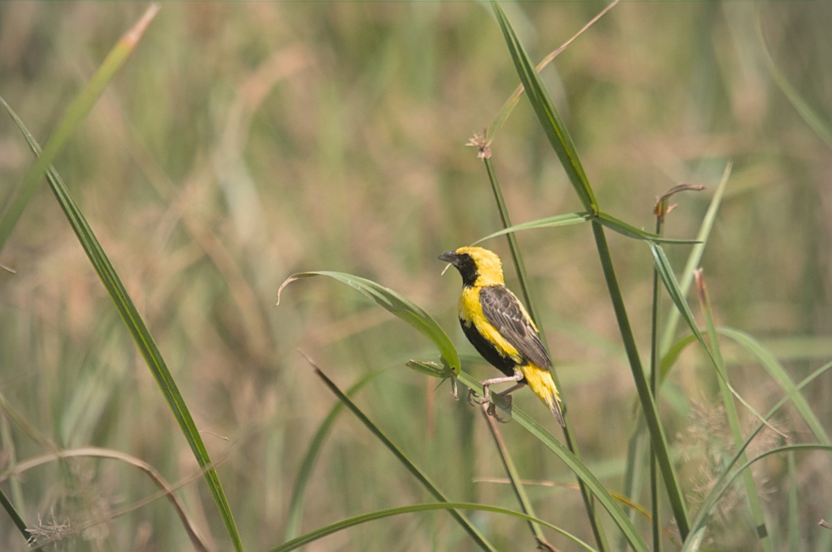 Yellow-crowned Bishop - ML476323421