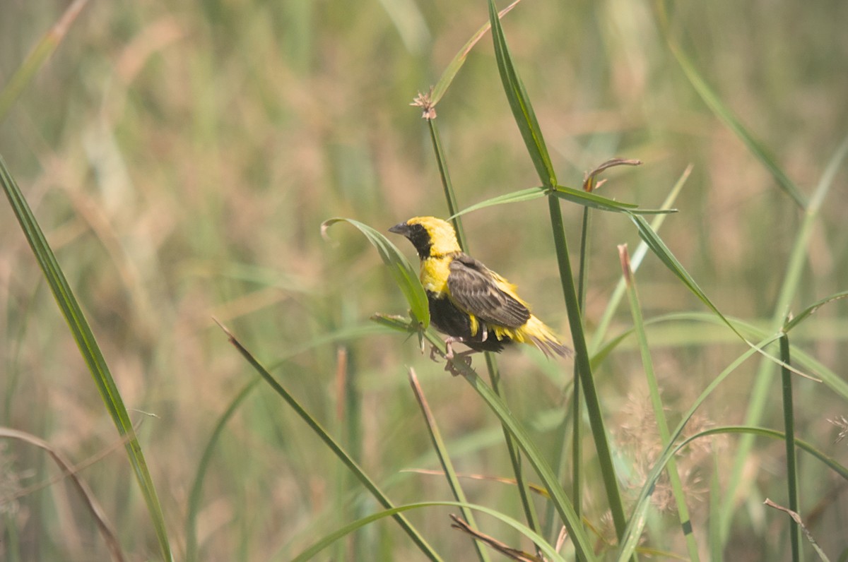 Yellow-crowned Bishop - ML476323431