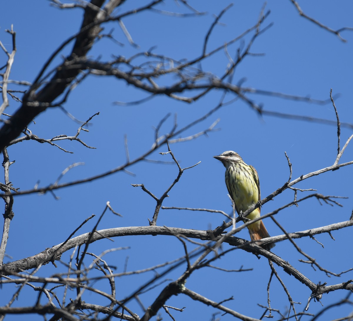 Sulphur-bellied Flycatcher - ML476323991