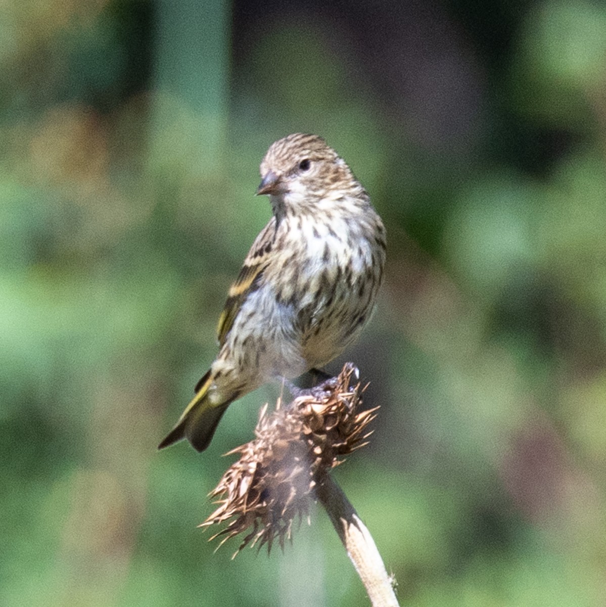 Pine Siskin - ML476324491