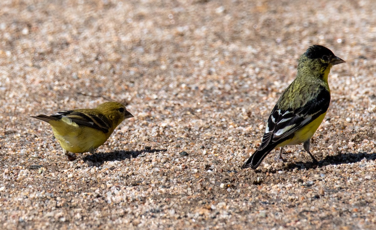 Lesser Goldfinch - ML476324521