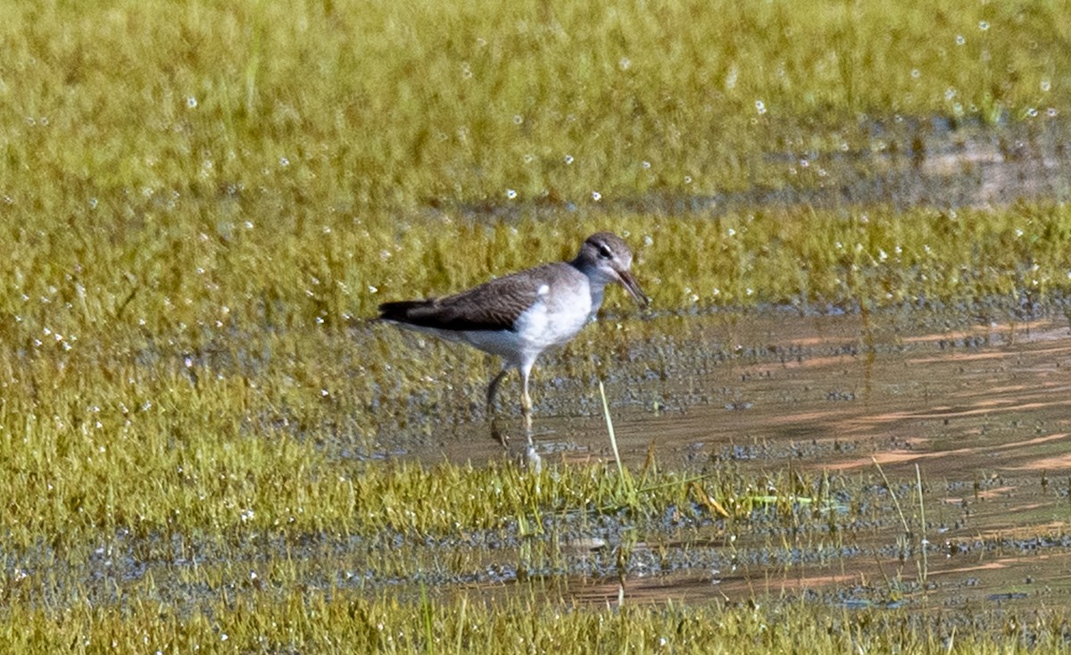 Spotted Sandpiper - ML476324671
