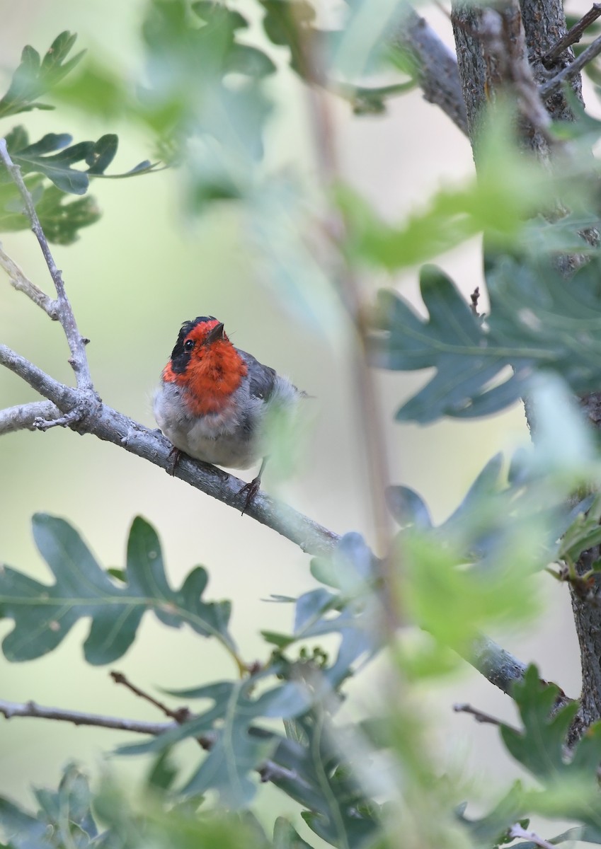 Red-faced Warbler - ML476324691