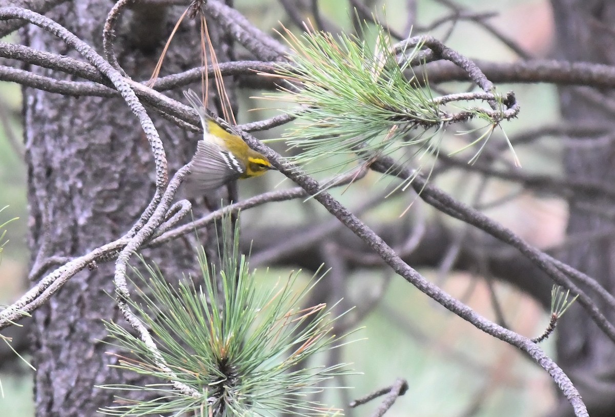 Townsend's Warbler - Joye Zhou